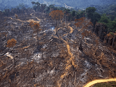 Desmatamento na Amazônia: primeiro trimestre do ano é o 2º pior desde 2008