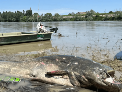 Bagre gigante de quase 3 metros é capturado por pescador esportivo e bate recorde mundial na Itália