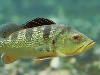O fim do peixe grande? Pesca predatória e mudanças climáticas estão deixando peixes cada vez menores.