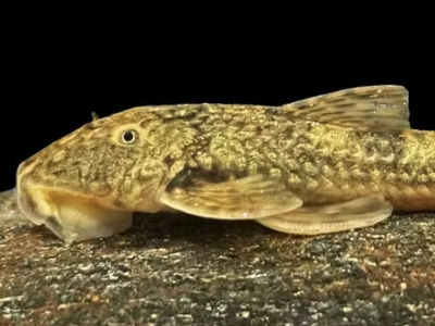 Duas novas espécies de peixe descobertas no Rio Sapucaí: os cascudos da Serra da Mantiqueira