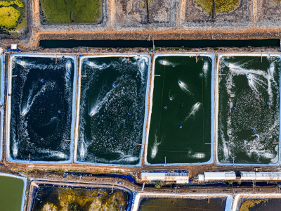 Produção aquícola em águas brasileiras cresceu 20% em 2024, aponta novo boletim do setor. Foto: Tom Fisk / Pexels.
