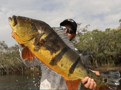 O tucunaré é o símbolo da pesca esportiva no Brasil. Mas você sabe por quê?. Foto: Fish TV.