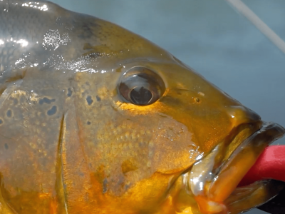 PIRACEMA TERMINA EM ALGUNS ESTADOS DO PAÍS, MAS É PRECISO FICAR ATENTO ÀS REGRAS LOCAIS. Foto: Fish TV.