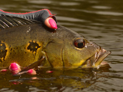 Governo abre consulta pública para modernizar regras da pesca esportiva e amadora no Brasil. Foto: Fish TV.