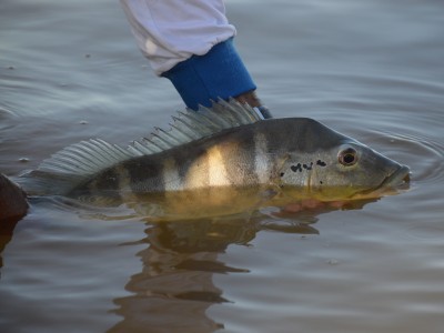 Soltura de tucunaré-azul