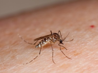 sedes aegypti, mosquito, dengue