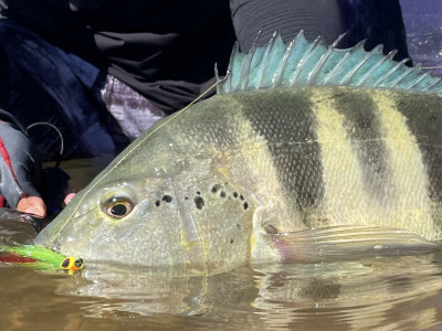 Dia Mundial do Turismo: pesca esportiva prova ser um dos motores mais fortes do ecoturismo. Foto de capa: Fish TV.