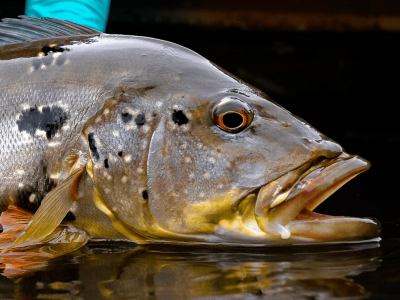 Conectados pela natureza: dia do pescador celebra 14 Anos da Fish TV e a força da pesca esportiva