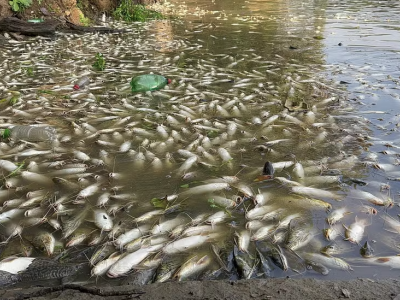 Rio Piracicaba: despejo irregular de resíduos industriais causa mortandade de peixes