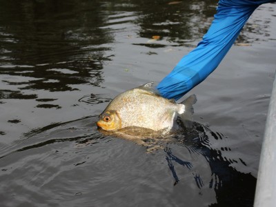 Fim de ano chega com programação especial na Fish TV