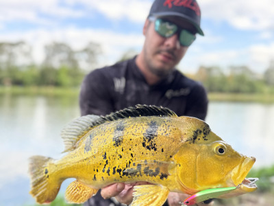 APRESENTADORES DE PESCA E RANCHO QUEBRAM RECORDES NO MESMO PESQUEIRO EM SP. Foto: Enviada pela BGFA Recordes.