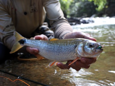 Pirapitinga em extinção gera alerta para a preservação da espécie