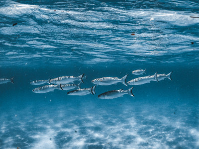 Como os cardumes se comportam? Estudo revela formações preferidas dos peixes