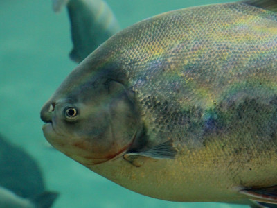 Peixe brasileiro na Irlanda? Exemplar de Pacu é encontrado em lago perto de Dublin