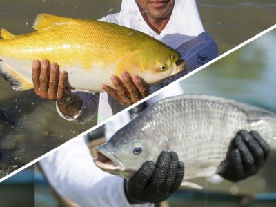 Peixe BR Cria novos comitês buscando fortalecer aquicultura no Brasil