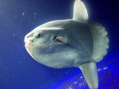 Peixe-lua, um dos maiores do mundo, é visto no litoral de São Paulo