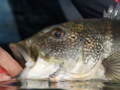Ministério da Pesca e Aquicultura lança Calendário de Pesca Esportiva para 2025