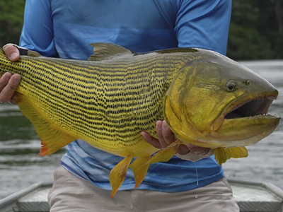 Dourado Mato Grosso