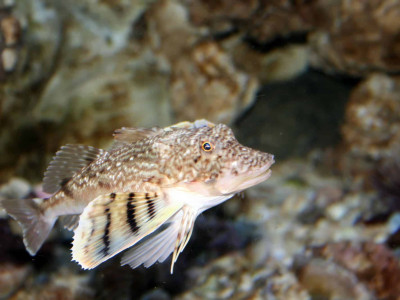Corpo de peixe, asas de pássaro e patas de caranguejo. Que espécie é essa?