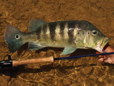 Próxima segunda tem bate-papo sobre Tucunaré em episódio inédito de Fish TV Show