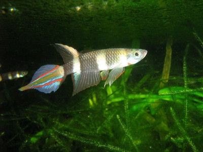 killifish foto: IP-APTA