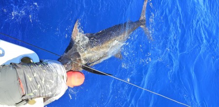 Pesca de marlin em Canavieiras