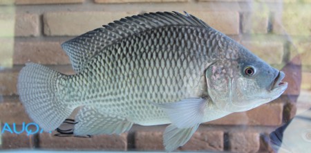 PEIXE BR LANÇA ANUÁRIO BRASILEIRO DA PISCICULTURA 2019