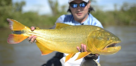 PESCA E COMERCIALIZAÇÃO DO DOURADO ESTÃO PROIBIDAS NO PARANÁ