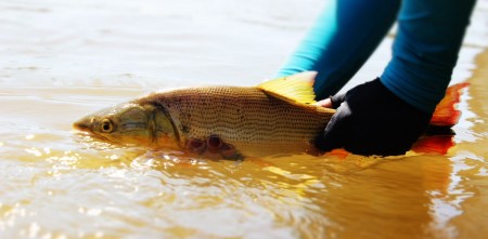 FEDERAÇÃO MATO-GROSSENSE DE PESCA ESPORTIVA É A MAIS NOVA FEDERAÇÃO LIGADA À CBPE