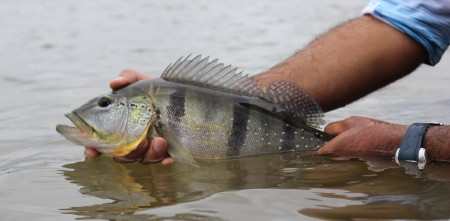 pesca esportiva, pesque e solte