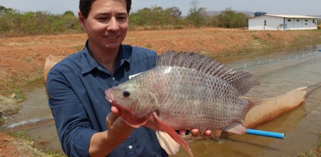 aquicultura, tilápia