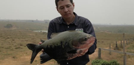 aquicultura, tambaqui, Fabio Sussel