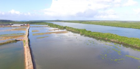 CRIAÇÃO DE TILÁPIA NA BACIA DO RIO URUGUAI É LIBERADA