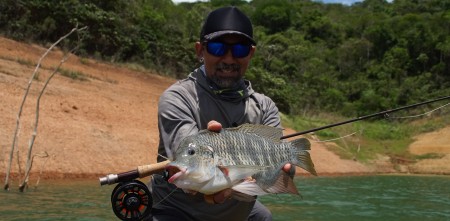 tilápia, fly fishing