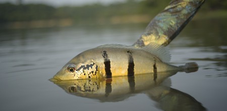 NÃO PERCA A MARATONA COM AS MELHORES PESCARIAS DO ANO