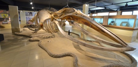 UM OUTRO OLHAR SOBRE O LITORAL GAÚCHO NO MUSEU DO CECLIMAR