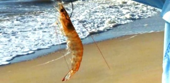 Épocas de defeso do camarão no Brasil