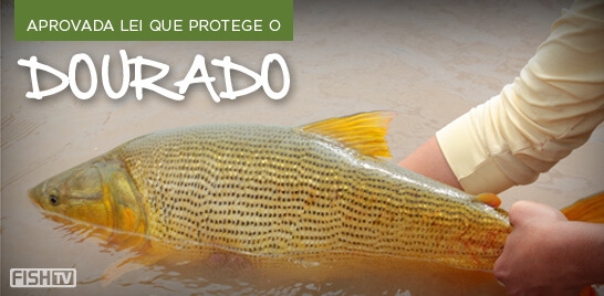 Boa notícia para o pesque e solte: Aprovada lei que protege o dourado em Aquidauana