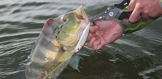 Peixes do lago Serra da Mesa vão ser monitorados