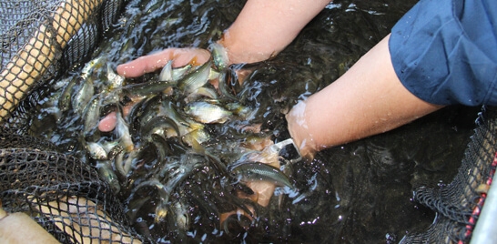 Aquicultura no Brasil cresce 123%