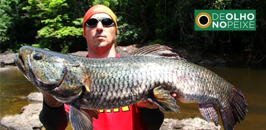 De Olho no Peixe - Trairão