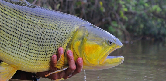 Mato Grosso do Sul realiza debate sobre proibição da pesca do dourado