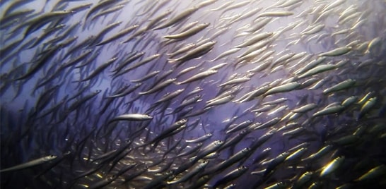 Entra em vigor período de defeso da sardinha