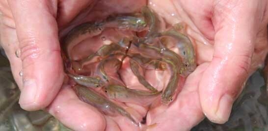 Produtores de peixes estudam manejo sustentável
