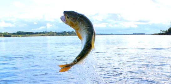 Proibição da pesca do dourado em MS passa por nova análise