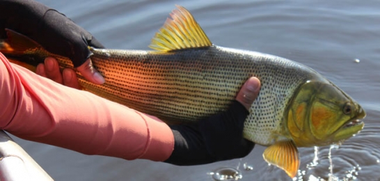 Reprovado Projeto de Lei que proíbe pesca do dourado em MS