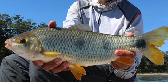 13º Torneio de pesca à piapara em Minas Gerais