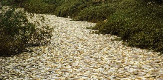 40 toneladas de peixes mortos são retiradas do córrego de Salto