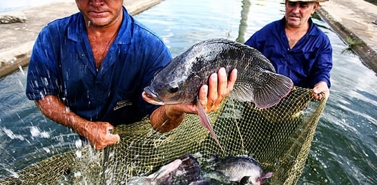 I Encontro de Aquicultura de Mato Grosso do Sul acontece dias 04 e 05 de dezembro