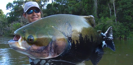 Proibida a pesca de tambaqui até março de 2015